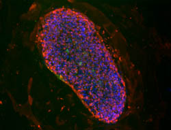 SSEA-1, SSEA-4 stain images of cell line WA14