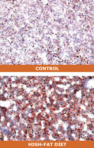 Top image: Control; Bottom image: High-Fat Diet