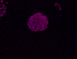 Oct-4 stain image of cell line BG02