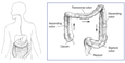 Drawing of the digestive tract with a detail of the colon with sections labeled: cecum, ascending colon, transverse colon, descending colon, sigmoid colon, and rectum.