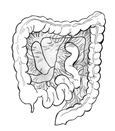 Drawing of the colon and the mesentery, which holds the colon in place.
