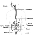 Drawing of the digestive tract showing the mouth, esophagus, large intestine (colon), small intestine, ileum, rectum, and anus with all parts labeled and esophagus highlighted.