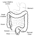 Drawing of the lower digestive tract with labels: stomach, large intestine (colon), small intestine, ileum, sigmoid colon, rectum, and anus.