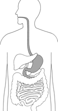 Drawing of the digestive system with esophagus, stomach, and duodenum highlighted.