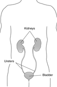 Drawing of a body showing the location of the kidneys, ureters, and bladder with labels.