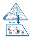 An enlarged drawing of the fruits group below a drawing of the diabetes food pyramid. The enlarged drawing is labeled fruits. The section includes drawings of a can of apple juice, an orange and several orange sections, a banana, an apple, a box of raisins, and a can of peaches.