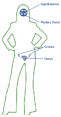 Normal Menstrual Cycle