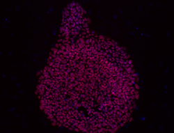 Oct-4 stain image of cell line WA13