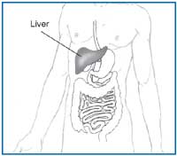 Liver