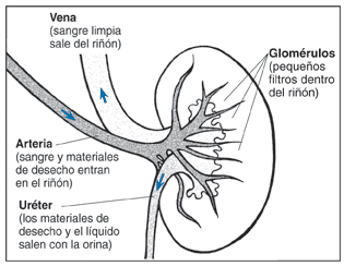 Ilustración de un corte transversal de un riñón con sus partes y funciones etiquetadas.