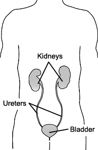 Drawing of an image of the human form with the kidneys, ureters, and bladder labeled.