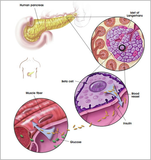 Insulin Production in the Human Pancreas