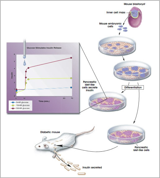 Development of Insulin-Secreting Pancreatic-Like Cells From Mouse Embryonic Stem Cells