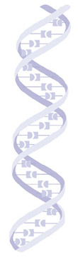 drawing of DNA