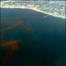 Red tide blooming in ocean near beach