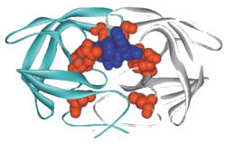 Scientists have identified dozens of mutations (shown in red) that allow HIV protease to escape the effects of drugs. The protease molecules in some drug-resistant HIV strains have two or three such mutations. 