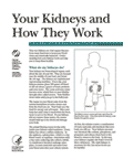 Your Kidneys and How They Work