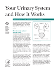 Your Urinary System and How It Works