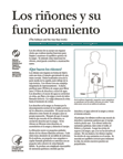 Your Kidneys and How They Work (Los riñones y su funcionamiento) 
