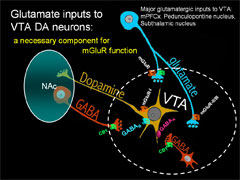Link - to powerpoint presentation: mGluR Regulation of Endocannabinoid Release From Midbrain Dopamine Neurons</em></center>