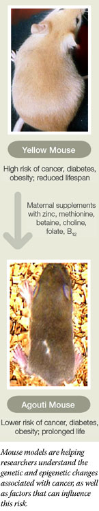 Photos of a yellow mouse and an agouti mouse, and an indication of how maternal supplements with zinc, methionine, betaine, choline, folate, and B12 affect phenotype of the offspring. Yellow mice have pale yellowish fur and are at risk for cancer, diabetes, obesity, and a reduced lifespan. Agouti mice have brown fur and lower risk of cancer, diabetes, and obesity, with a longer life expectancy than the yellow mice.