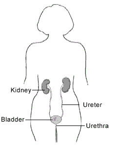 Image of the human form showing location of kidneys, ureters, bladder, and urethra.