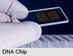 DNA Chip
