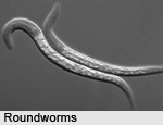 Roundworms