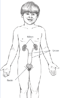 Illustration of young boy with a diagram of the location of the kidneys, ureters, and bladder