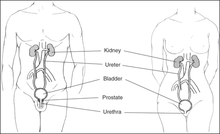 Parallel illustrations of male and female urinary tracts with the kidney, ureter, bladder, prostate (male), and urethra labeled.
