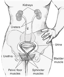 Illustration of the female urinary tract.