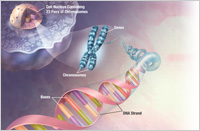 illustration of nucleus, chromosome, and double helix