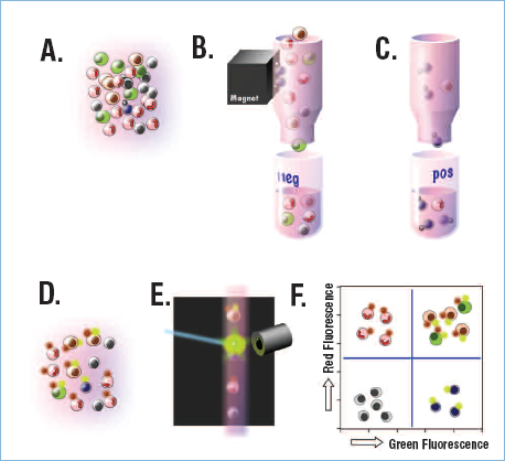 “Enrichment and purification methods for hematopoietic stem cells.”  The figure illustrates the steps involved in two methods:  column-based magnetic enrichment (A-C) and fluorescence-activated cell sorting (D-F). Column-based magnetic enrichment:  In A, the unsorted cells are shown being incubated with an antibody that recognizes and binds to a protein on the surface of only one particular type of cell.  Each antibody is also bound to an iron particle.  In B, the cells are passed through a column that is subjected to a strong magnetic field.  The magnetic field retains the cells bound to the antibodies (because of the iron particle), while the other cells pass through the column into a collection vessel.  The cells that pass through are called the “negative fraction”.  Those that are retained in the column are then released from the magnetic field into a second collection vessel, and are termed the “positive fraction.”