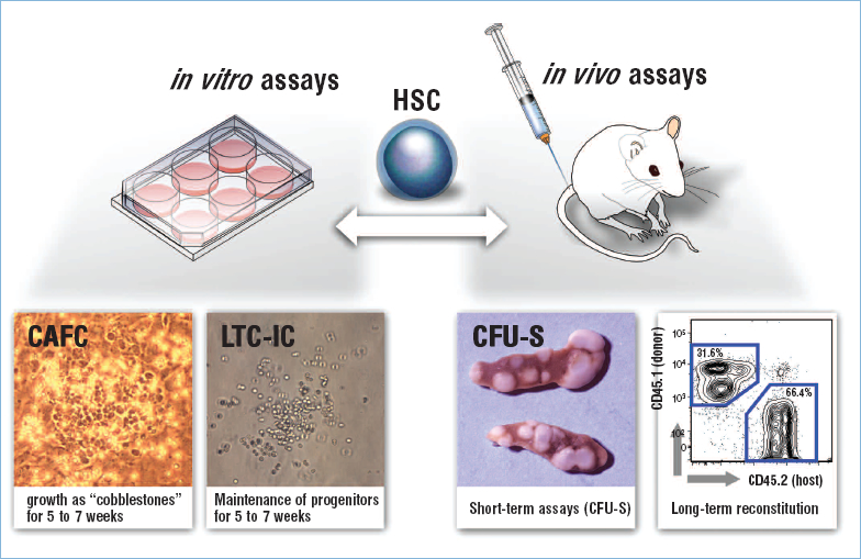“Assays used to detect hematopoietic stem cells.”  The figure illustrates in vitro (done in tissue culture) assays on the left and in vivo (done in living animals) assays on the right.  In vitro assays include the ability of the cells to be tested to grow as “cobblestones” for 5 to 7 weeks in culture. The Long Term Culture-Initiating Cell (LTC-IC) assay measures whether hematopoietic progenitor cells are still present after 5 to 7 weeks of culture.  In vivo assays in mice include the CFU-S assay, which measures the ability of HSC (as well as blood-forming progenitor cells) to form large colonies in the spleens of lethally irradiated mice.  The photograph shows mouse spleens with large colonies (seen as white lumps) growing in them.  The most stringent hematopoietic stem cell assay involves looking for the long-term presence of donor-derived cells in a reconstituted host.  Mice that have been “preconditioned” by lethal irradiation to accept new HSCs are injected with purified HSCs or mixed populations containing HSCs, which will repopulate the hematopoietic systems of the host mice for the life of the animal. These assays typically use different types of markers to distinguish host and donor-derived cells.  The example shows host-donor recognition using cell sorting based on antibodies that recognize two different mouse alleles of CD45, a marker present on nearly all blood cells.  The cells “sort” into two groups, one composed of cells that express CD45.1 (from the donor), and the other composed of cells that express CD45.2 (from the host).