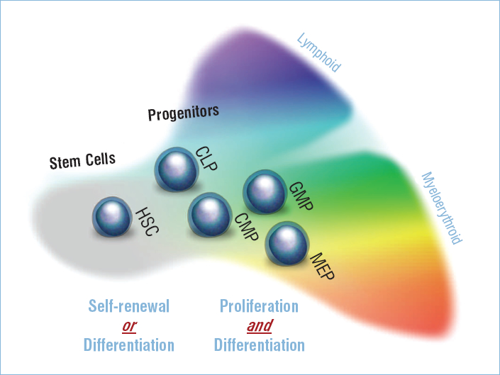 “Relationship between several of the characterized hematopoietic stem cells and early progenitor cells.”  This figure uses a left to right progression to illustrate a cell’s degree of differentiation.  At left, the paler colors indicate less differentiated cells.  At right, the more intense colors indicate more mature cells.  Stem cells (at left) can choose between self-renewal and differentiation.  Progenitors (in the middle) can expand temporarily but always continue to differentiate (other than in certain leukemias).  The different types of progenitor cells are described in greater detail in figure 2.1.