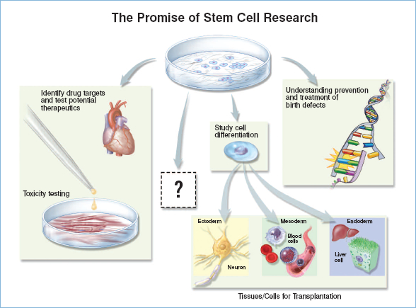 “The promise of stem cell research.”  The top center of the drawing shows stem cells in a culture dish, with arrows to various drawings that suggest their possible fates.  Stem cells can be used to generate human cell types (such as the heart cells shown) to test potential human drugs on human cells before they are given to human beings.  Stem cells are helping scientists understand how to prevent and treat birth defects, as indicated by the disrupted strand of DNA.  Stem cells are helping scientists understand cell differentiation, such as how stem cells become cells from the three germ layers, ectoderm, mesoderm, and endoderm.  Eventually, scientists may understand differentiation enough to use tissues derived from stem cells for transplantation.  Stem cells may help scientists understand some process we cannot now predict, as indicated by the box with a question mark.  Many areas of scientific inquiry benefit human health in unexpected ways.