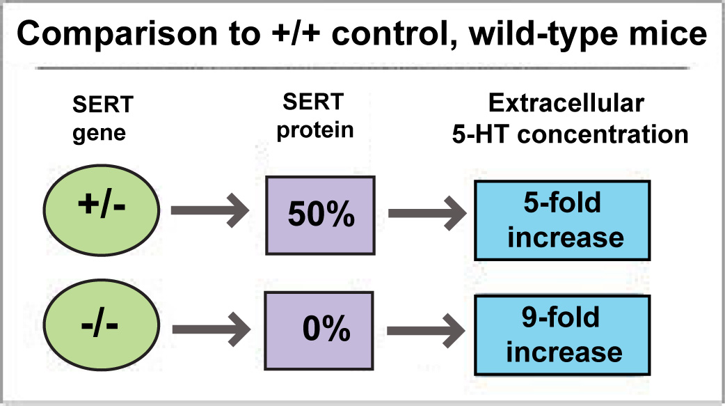 SERT -/- and +/- comparison
to +/+ control