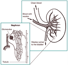 Image depicts how tiny blood vessels intertwine with urine-collecting tubes