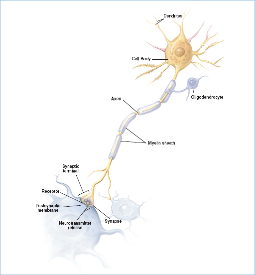 The Neuron This diagram of a typical nerve cell, or neuron, indicates several of its key components.  The large, rounded cell body, which houses the nucleus, has several short, radiating outgrowths known as dendrites, and a single long outgrowth, known as an axon, with 3 branches at its far end.  One of the branches on the axon has formed a synapse, or connection, with another neuron.  The end of the axon branch at the synapse is called a terminal.  The terminal is enlarged and contains small round vesicles full of neurotransmitters, which are released into the synaptic space, or cleft, and bind to receptors on the second neuron, called the “postsynaptic neuron”.   The diagram also shows a type of neuron-supporting cell called an oligodendrocyte, which has myelin “arms” that it uses to wrap around the neighboring neuron’s axon, to serve as electrical insulation.  When a sufficient amount of neurotransmitter crosses the synapse, the postsynaptic neuron sends an electrical signal down its axon to synaptic terminals, which in turn release neurotransmitters into the synapse that affects another adjacent neuron. The brain neurons that die in Parkinson's Disease release the transmitter dopamine.