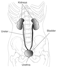 Illustration of the urinary tract or system consisting of the kidneys, ureters, bladder, and urethra.