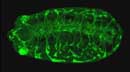 Fly embryo nervous system phenotype mutant image