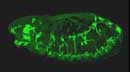 Fly embryo nervous system phenotype mutant image