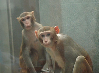 Rhesus macaques lounge at the NIH Animal Center in Poolesville.