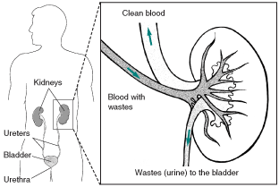 Image of kidneys, ureters, bladder and urethra system.