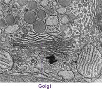 Golgi