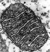 Mitochondria