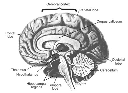 Areas of the brain vulnerable to damage by alcohol