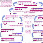 Diagram of the polymerase chain reaction test shows how to amplify HIV DNA sequences as a way to diagnose HIV infection in blood samples.