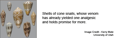 Shells of Cone Snails
