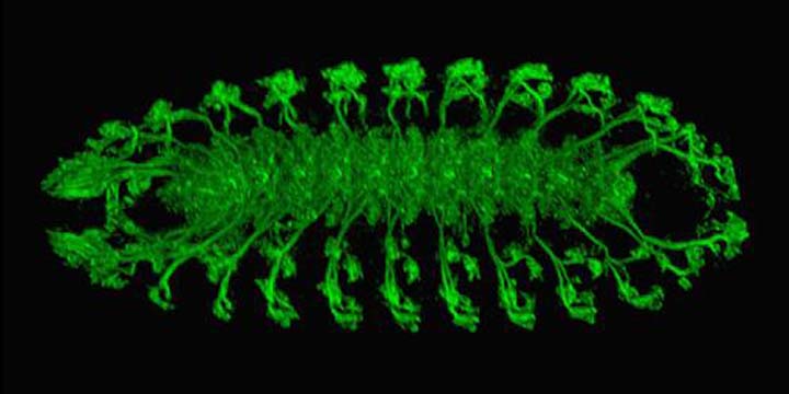 Fly embryo nervous system wild type image